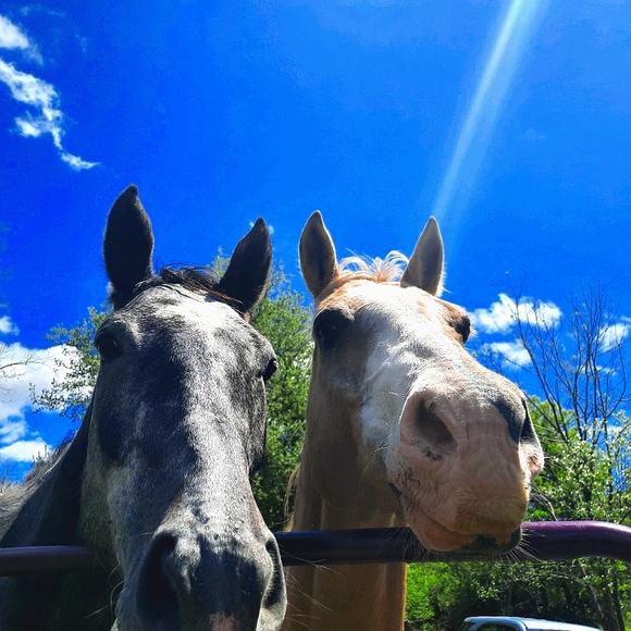 Meet your Posher, Leah - Picture 1 of 1